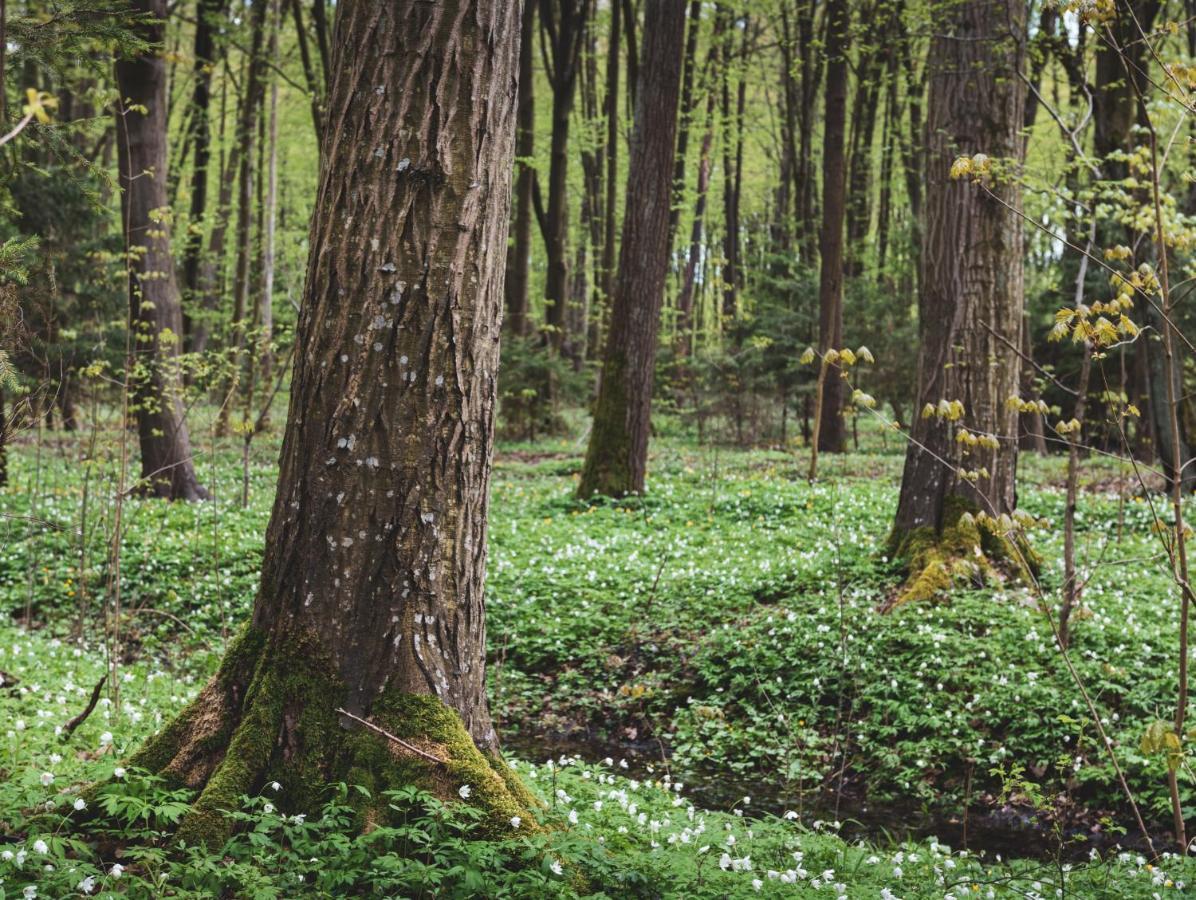 Leśna 21 Dom Północ przy ZALEW SIEMIANÓWKA Vila Luka Exterior foto