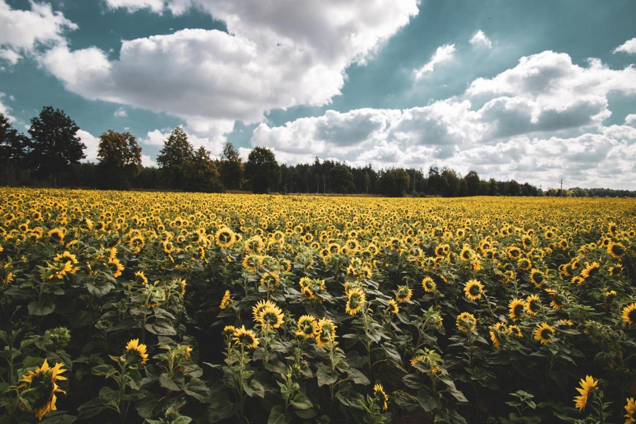 Leśna 21 Dom Północ przy ZALEW SIEMIANÓWKA Vila Luka Exterior foto