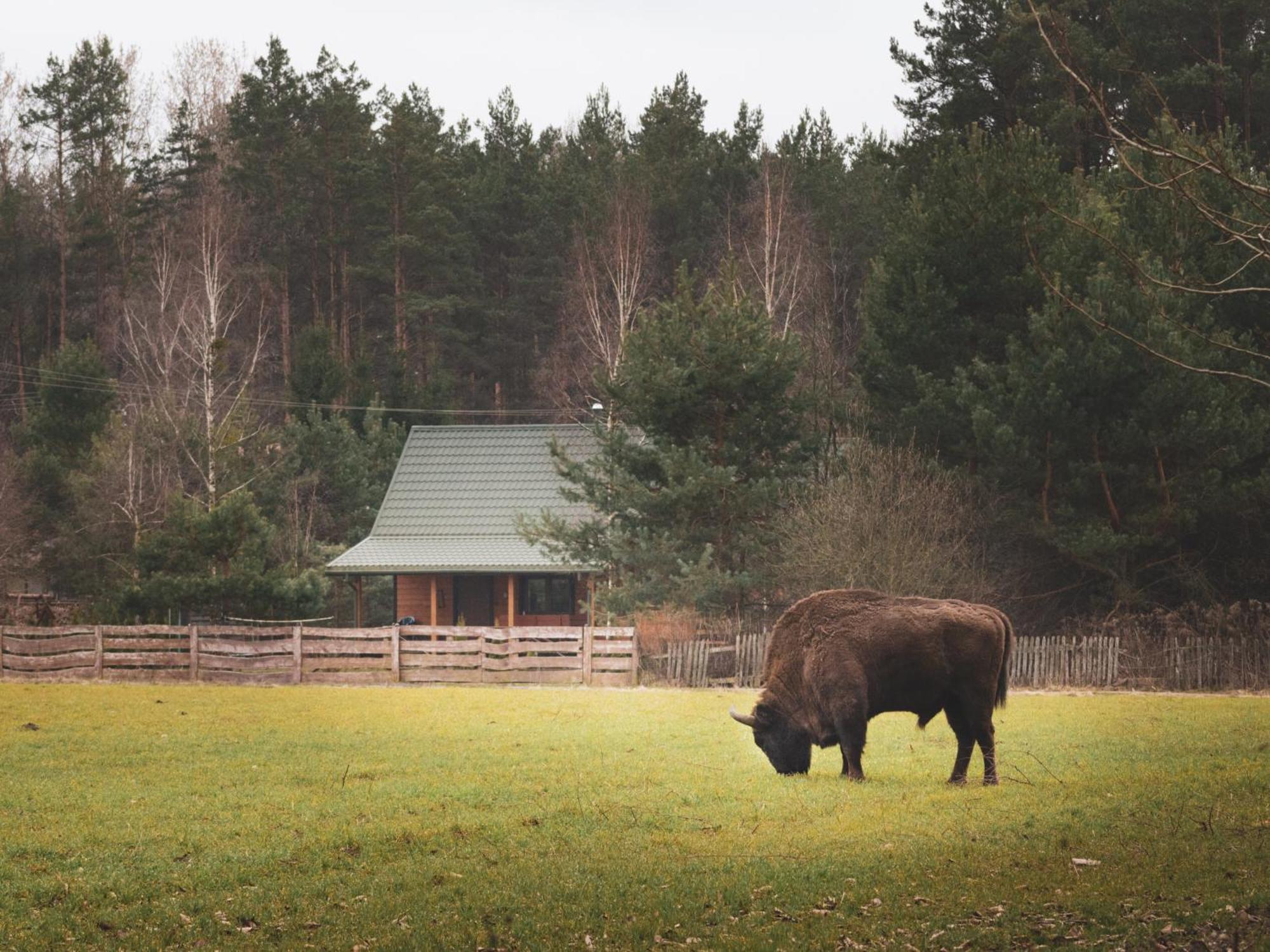Leśna 21 Dom Północ przy ZALEW SIEMIANÓWKA Vila Luka Exterior foto